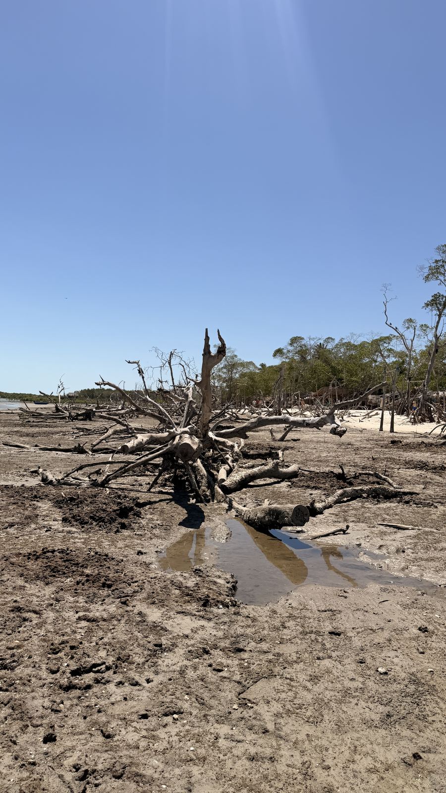 Mangue seco do Guriú, com galhos e raízes expostos sobre a areia e uma poça de água